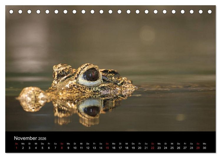 Produktbild: Reptilien & Co. (Tischkalender 2026 DIN A5 quer), CALVENDO Monatskalender