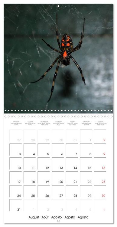 Produktbild: Spiders and Tarantulas (Wall Calendar 2026 12 &times; 12 Inch) CALVENDO 12 Month Wall Calendar