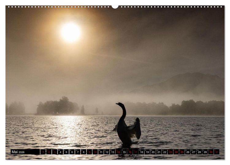 Produktbild: Die Eleganz der Schw&auml;ne (Wandkalender 2026 DIN A2 quer), CALVENDO Monatskalender