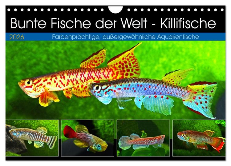 Produktbild: Bunte Fische der Welt - Killifische (Wandkalender 2026 DIN A4 quer), CALVENDO Monatskalender