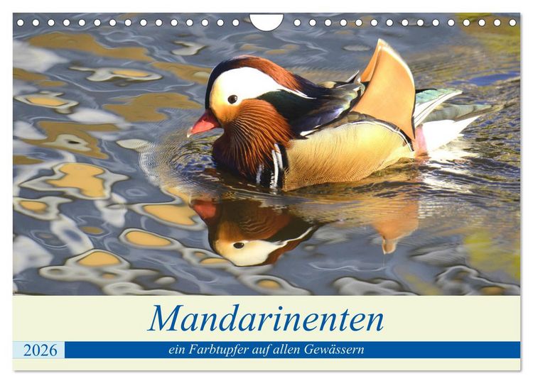 Produktbild: Mandarinenten, ein Farbtupfer auf allen Gew&auml;ssern. (Wandkalender 2026 DIN A4 quer), CALVENDO Monatskalender