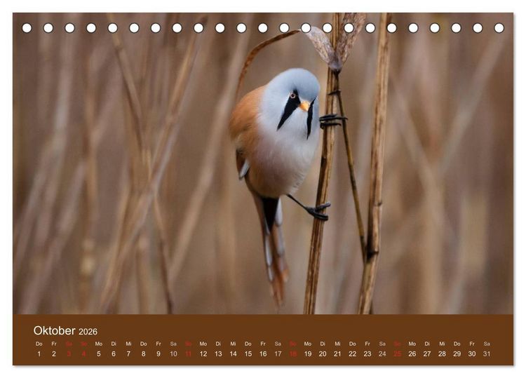 Produktbild: Der Federsee - Vogelparadies in Oberschwaben (Tischkalender 2026 DIN A5 quer), CALVENDO Monatskalender