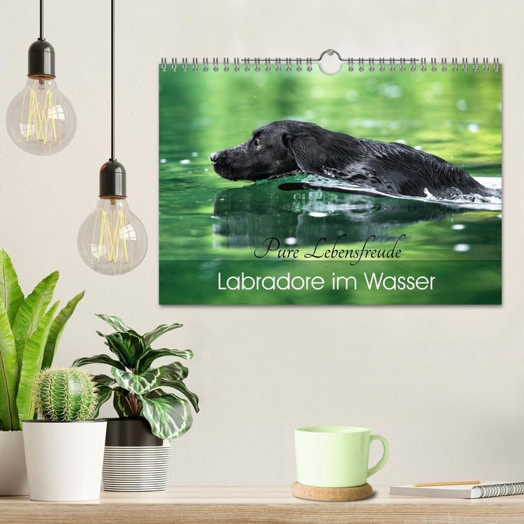 Produktbild: Labradore im Wasser (Wandkalender 2027 DIN A4 quer), CALVENDO Monatskalender