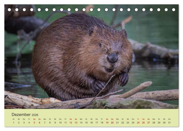 Produktbild: Faszination Biber (Tischkalender 2026 DIN A5 quer), CALVENDO Monatskalender