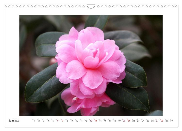 Produktbild: Cam&eacute;lias mystiques (Calendrier mural 2026 DIN A3 vertical), CALVENDO calendrier mensuel