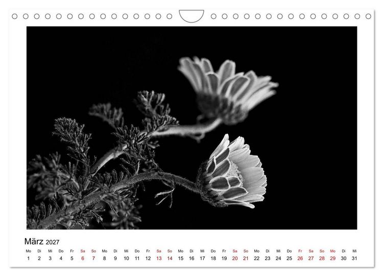 Produktbild: Die grafische Sch&ouml;nheit der Pflanzen &ndash; Schwarz-Wei&szlig; (Wandkalender 2027 DIN A4 quer), CALVENDO Monatskalender