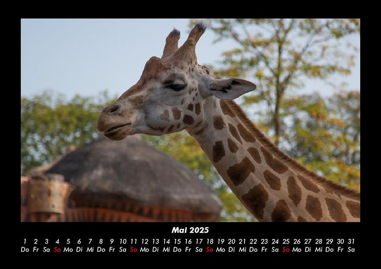 Produktbild: Tiere im Zoo 2025 Fotokalender DIN A3