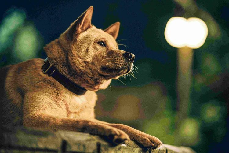 Produktbild: Hachiko - Eine Freundschaft f&uuml;r die Ewigkeit! (2023)