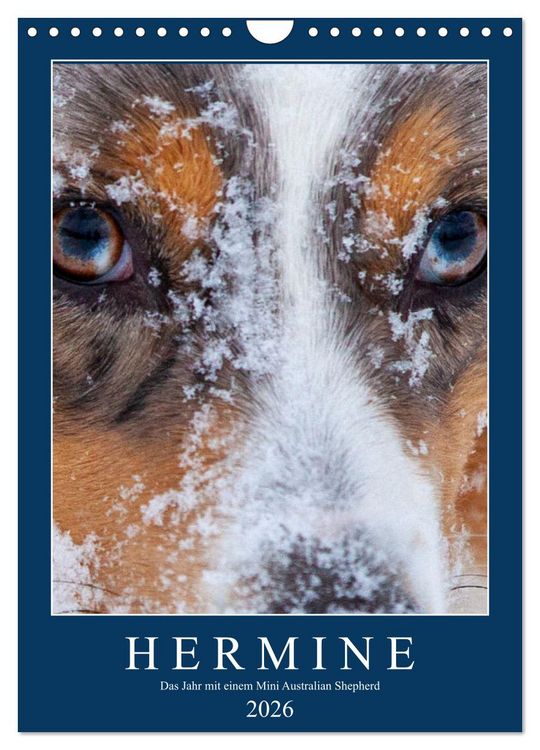 Produktbild: Hermine - Ein Jahr mit einem Mini Australian Shepherd (Wandkalender 2026 DIN A4 hoch), CALVENDO Monatskalender