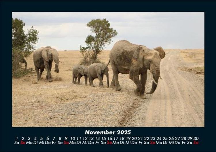 Produktbild: Elefanten - Die sanften Riesen Afrikas 2025 Fotokalender DIN A5
