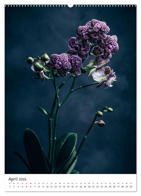 Produktbild: Orchideen Zauber (hochwertiger Premium Wandkalender 2026 DIN A2 hoch), Kunstdruck in Hochglanz