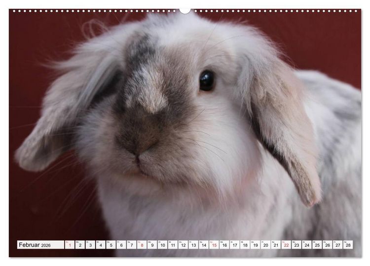 Produktbild: Kaninchen und Hasen (hochwertiger Premium Wandkalender 2026 DIN A2 quer), Kunstdruck in Hochglanz