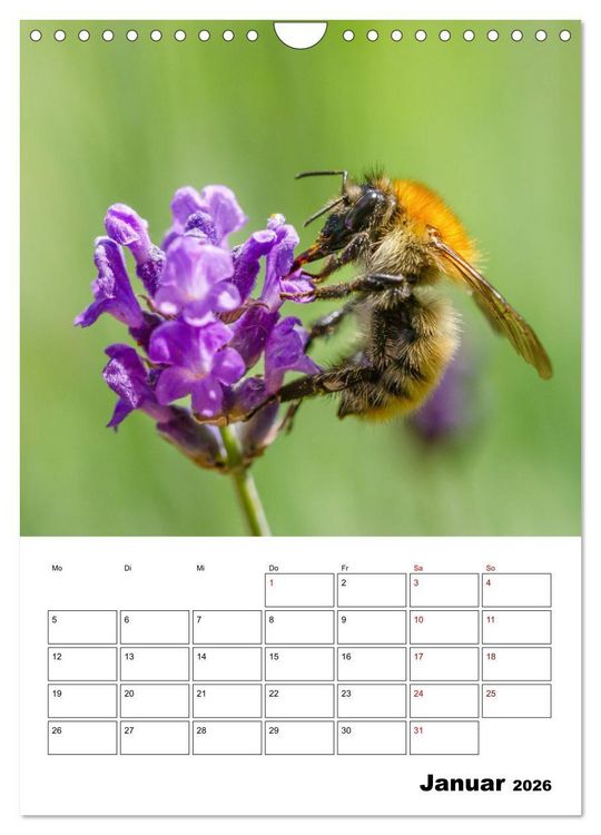 Produktbild: Hummeln und Bienen Terminplaner (Wandkalender 2026 DIN A4 hoch), CALVENDO Monatskalender