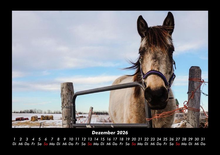 Produktbild: Tiere auf dem Bauernhof 2026 Fotokalender DIN A3