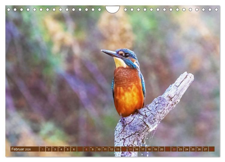 Produktbild: Die Vogelwelt der Camargue (Wandkalender 2026 DIN A4 quer), CALVENDO Monatskalender