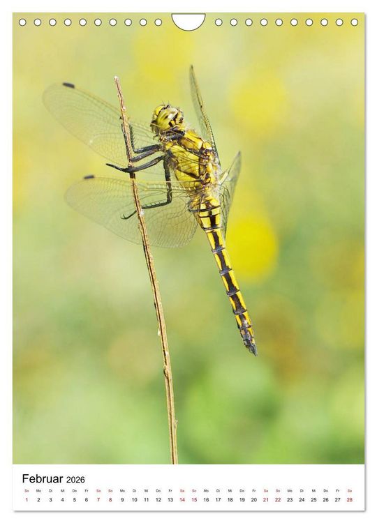 Produktbild: Insekten,Sch&ouml;nheiten der Natur (Wandkalender 2026 DIN A4 hoch), CALVENDO Monatskalender
