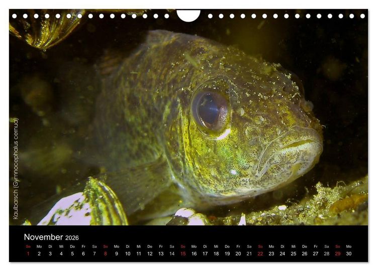 Produktbild: Tauchrevier Deutschland (Wandkalender 2026 DIN A4 quer), CALVENDO Monatskalender