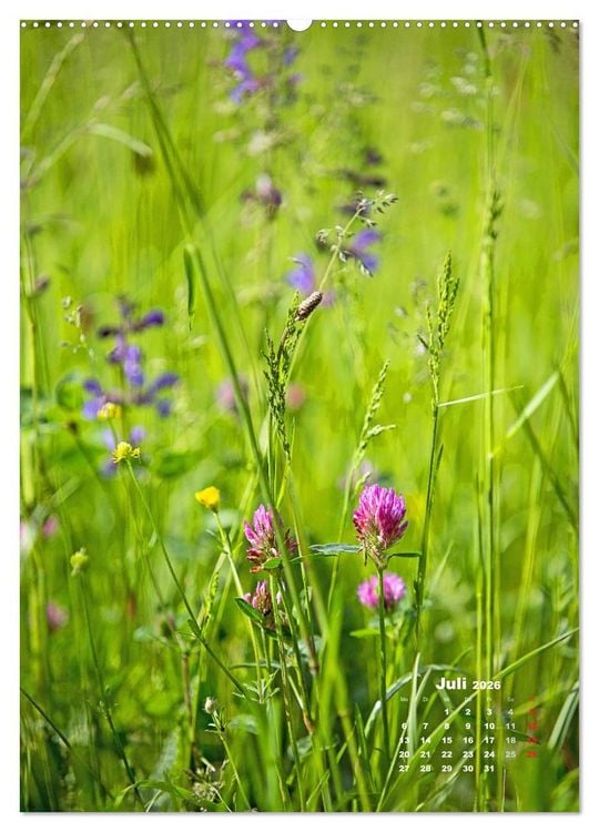 Produktbild: Ein Spaziergang &uuml;ber eine Sommerwiese (Wandkalender 2026 DIN A2 hoch), CALVENDO Monatskalender