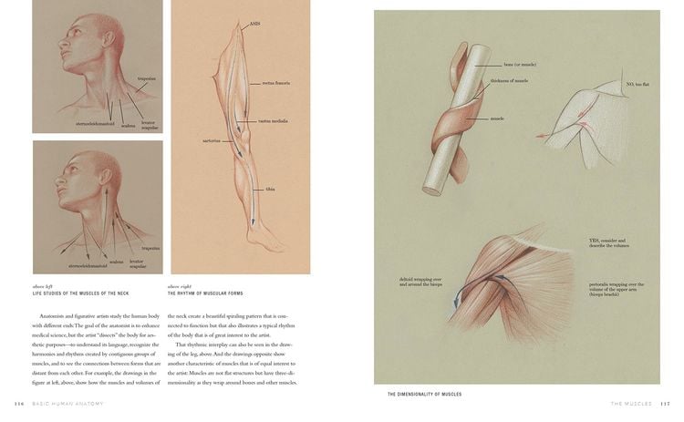 Produktbild: Basic Human Anatomy