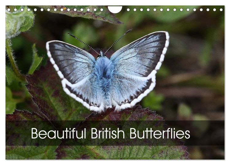 Produktbild: Beautiful British Butterflies (Wall Calendar 2026 DIN A4 landscape), CALVENDO 12 Month Wall Calendar