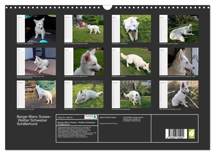 Produktbild: Berger Blanc Suisse - Wei&szlig;er Schweizer Sch&auml;ferhund (Wandkalender 2026 DIN A3 quer), CALVENDO Monatskalender