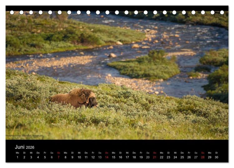 Produktbild: Naturwucht Skandinavien (Tischkalender 2026 DIN A5 quer), CALVENDO Monatskalender