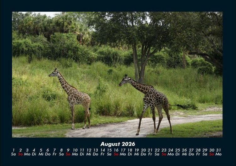 Produktbild: Giraffen 2026 Fotokalender DIN A4