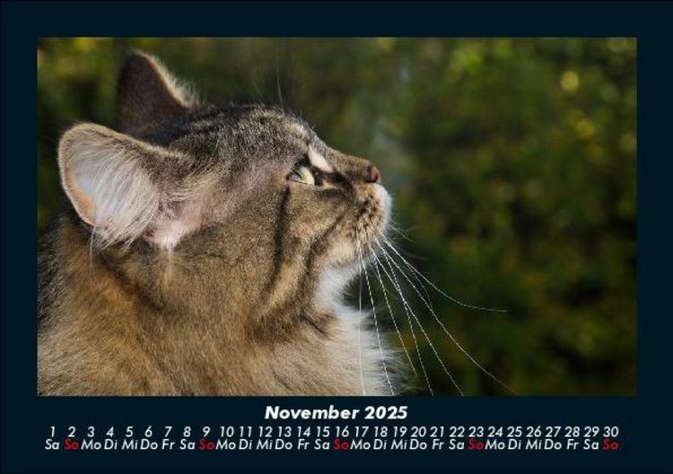 Produktbild: Haustierkalender 2025 Fotokalender DIN A5