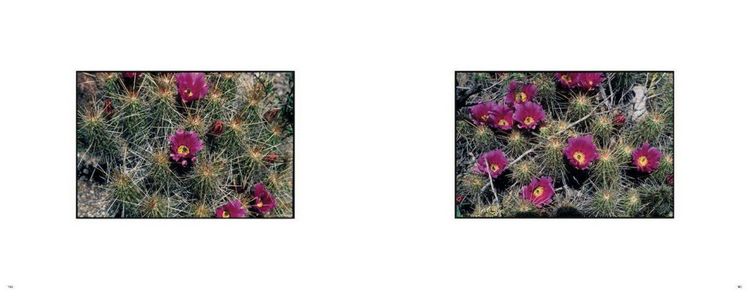 Produktbild: Zoe Leonard