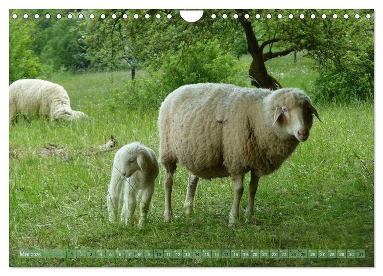 Produktbild: Schafe - soweit das Auge reicht (Wandkalender 2026 DIN A4 quer), CALVENDO Monatskalender