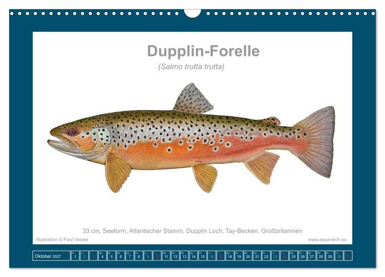 Produktbild: Fisch als Kunst 2027: Seeforellen (Wandkalender 2027 DIN A3 quer), CALVENDO Monatskalender