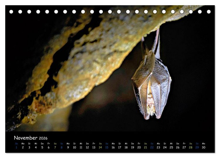 Produktbild: Flederm&auml;use - kleine Vampire (Tischkalender 2026 DIN A5 quer), CALVENDO Monatskalender