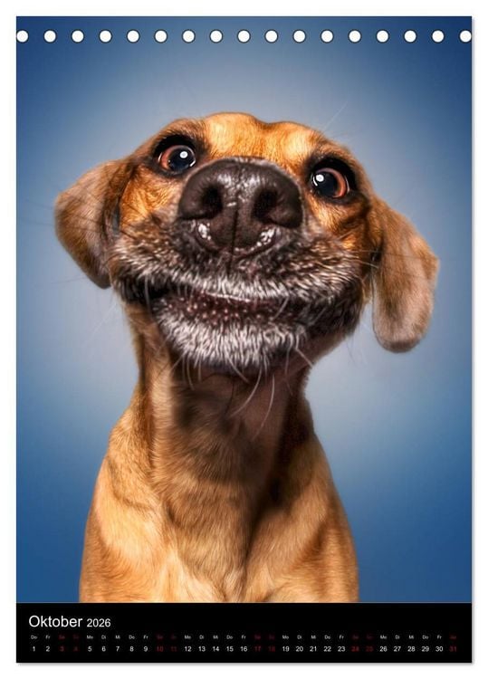 Produktbild: Funny Faces - Lustige Hundebilder (Tischkalender 2026 DIN A5 hoch), CALVENDO Monatskalender
