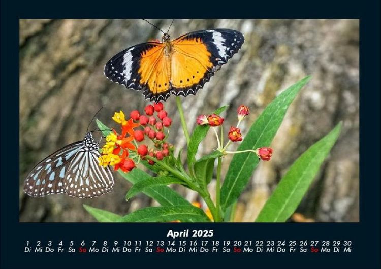 Produktbild: Bunte Pracht der Schmetterlinge 2025 Fotokalender DIN A4