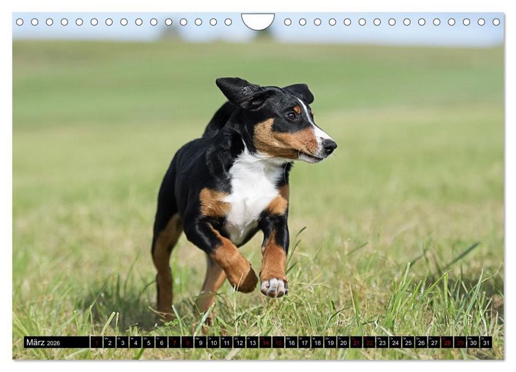 Produktbild: Appenzeller Sennenhunde - Fr&ouml;hliche Kameraden (Wandkalender 2026 DIN A4 quer), CALVENDO Monatskalender