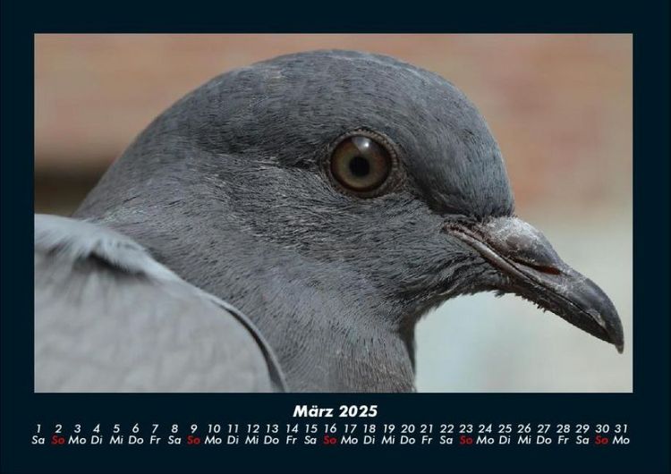 Produktbild: Welt der V&ouml;gel 2025 Fotokalender DIN A4