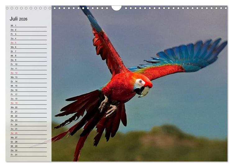 Produktbild: Papageien. Bunt, laut und klug (Wandkalender 2026 DIN A3 quer), CALVENDO Monatskalender
