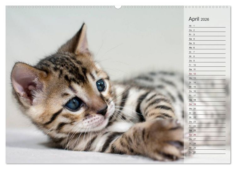 Produktbild: Die Bengalkatze. Edition Jungtiere (hochwertiger Premium Wandkalender 2026 DIN A2 quer), Kunstdruck in Hochglanz