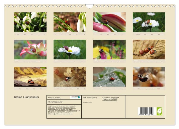 Produktbild: Kleine Gl&uuml;cksk&auml;fer (Wandkalender 2026 DIN A3 quer), CALVENDO Monatskalender
