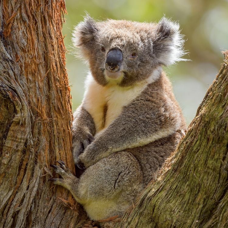 Produktbild: Koalas 2027