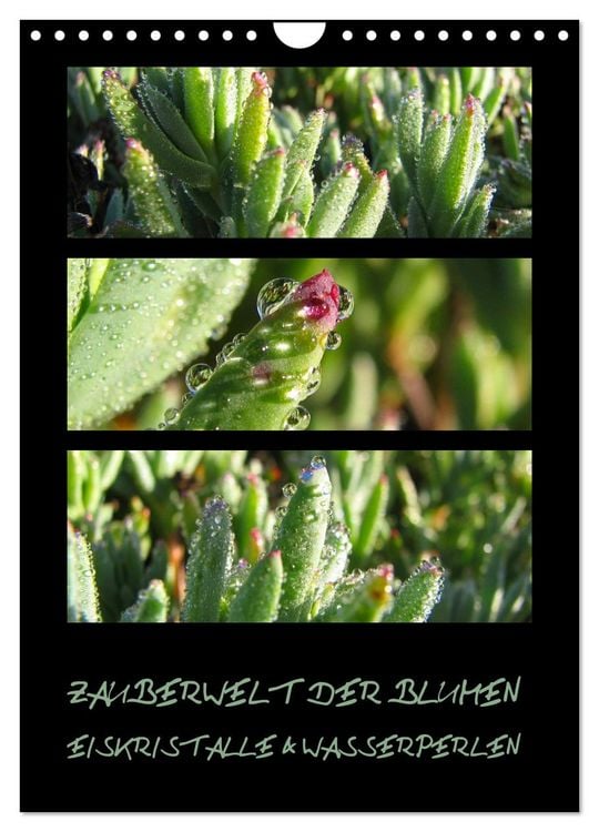 Produktbild: ZAUBERWELT DER BLUMEN - EISKRISTALLE & WASSERPERLEN (Wandkalender 2026 DIN A4 hoch), CALVENDO Monatskalender