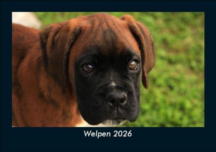 Produktbild: Welpen 2026 Fotokalender DIN A5
