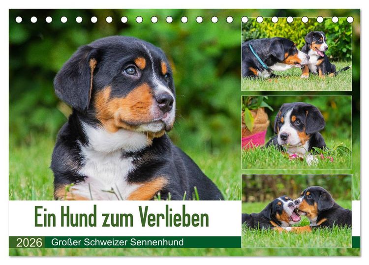 Produktbild: Ein Hund zum Verlieben - Gro&szlig;er Schweizer Sennenhund (Tischkalender 2026 DIN A5 quer), CALVENDO Monatskalender