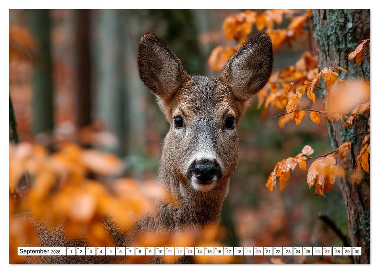 Produktbild: HIRSCHE UND REHE - Ein Jahr in freier Wildbahn (Wandkalender 2026 DIN A4 quer), CALVENDO Monatskalender