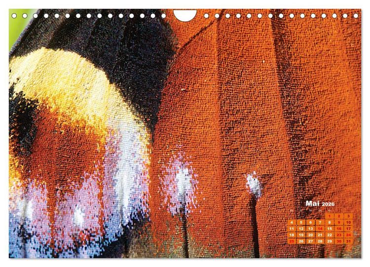 Produktbild: GEOclick Lernkalender: Portr&auml;ts einheimischer Schmetterlinge (Wandkalender 2026 DIN A4 quer), CALVENDO Monatskalender