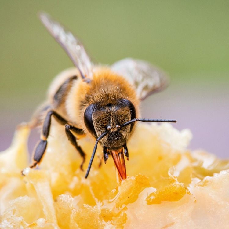 Produktbild: Bienen / Bees 2027