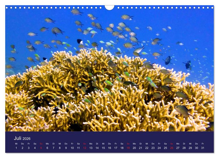 Produktbild: Wunderwelt Korallenriffe (Wandkalender 2026 DIN A3 quer), CALVENDO Monatskalender
