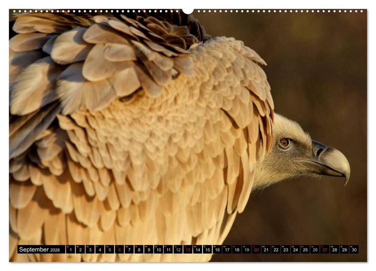 Produktbild: Greifv&ouml;gel (hochwertiger Premium Wandkalender 2026 DIN A2 quer), Kunstdruck in Hochglanz