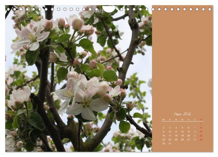 Produktbild: Gartentr&auml;ume (Wandkalender 2026 DIN A4 quer), CALVENDO Monatskalender