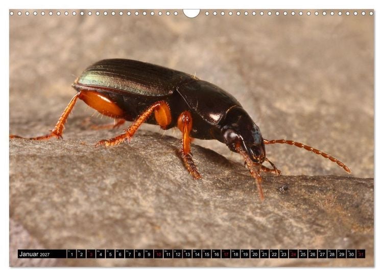Produktbild: LAUFK&Auml;FER - CARABIDAE (Wandkalender 2027 DIN A3 quer), CALVENDO Monatskalender